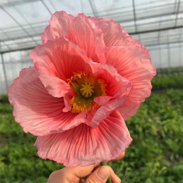 Papaver Rhoeas Seeds-Iceland Poppy · Pink Mist