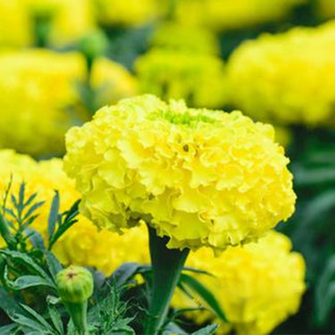 Marigold Seeds - Gold Coin