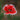 Papaver Rhoeas Seeds-Rose Poppy