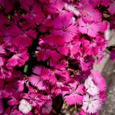 Rockin Purple Dianthus Seeds