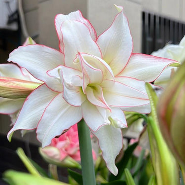 Hippeastrum Seeds - Funny Clown