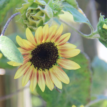Sunflower Seeds-Rose Passion