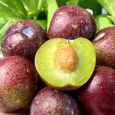 May Crisp Plum