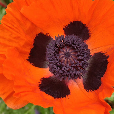 Papaver Rhoeas Seeds-Oriental Poppy · Black Center