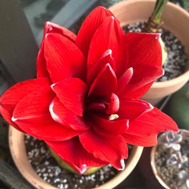 Hippeastrum Seeds-Cherry Nymph