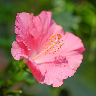 Hibiscus Seeds-Pink Hibiscus