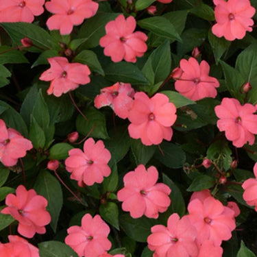 Solarscape XL Salmon Glow Interspecific Impatiens Seeds