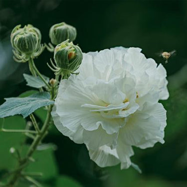 Hibiscus Seeds-Double-petal White Hibiscus