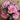 Painted Begonia Seeds-Coral Pink