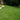 Zoysia lawn across a landscaped residential yard