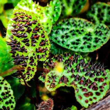 Begonia ferox