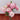 Lisianthus Seeds-Voyage 2 Pink