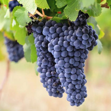 Grape Seeds for Planting – Fresh Sweet and Delicious Natural Vine Seeds