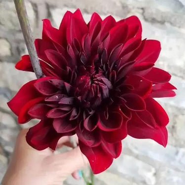 Dahlia Seeds-Spartacus