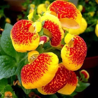 Calceolaria Seeds Dense Small-Flower