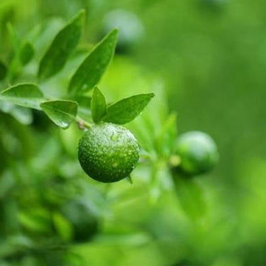 Lime Tree Seeds