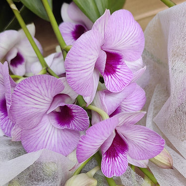 Dendrobium Phalaenopsis Seeds Pink