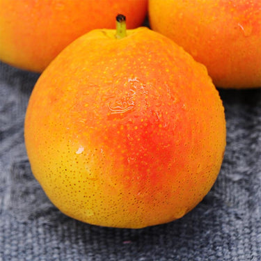 Nanguo Pear