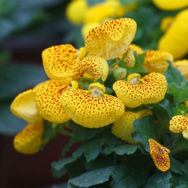 Calceolaria 'Huang He Bao'