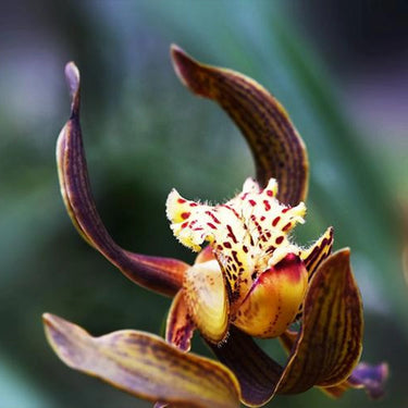 Cymbidium Iridioides Seeds Chestnut Brown Petals