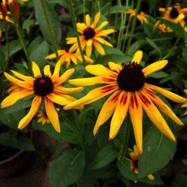 Rudbeckia Hirta Seeds-Giant
