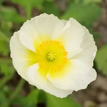 Papaver Rhoeas Seeds-Iceland Poppy · White Hummingbird