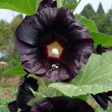 Hollyhock Seeds-Double Purple