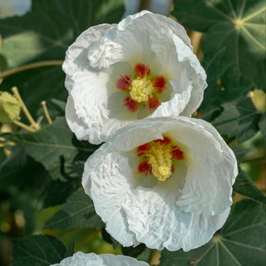 Hibiscus Seeds-Single White