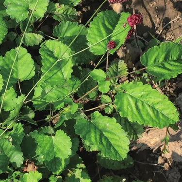 Salad Burnet Herb Seed
