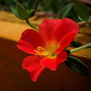 Begonia 'Orange Rubra