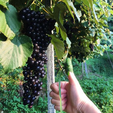 Currant, Consort Black