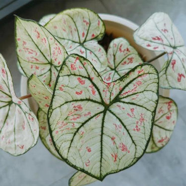 Caladium Seeds
