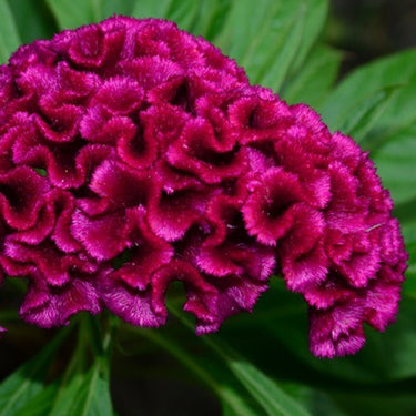 Celosia Cristata Seeds-Purple Robe