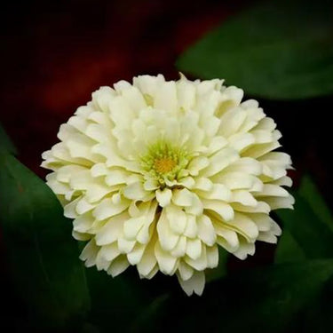 Zinnia Seeds-Parasol