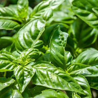 Basil, Lemon scented, Limoncello