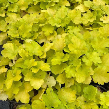 Heuchera, Citronelle
