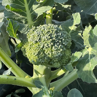 Calabrese Broccoli