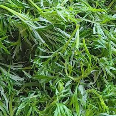 Confetti Cilantro / Coriander Seed