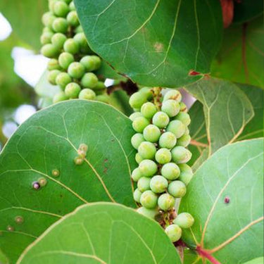 New Fresh Green Sea Grape Fruit Seeds Generic