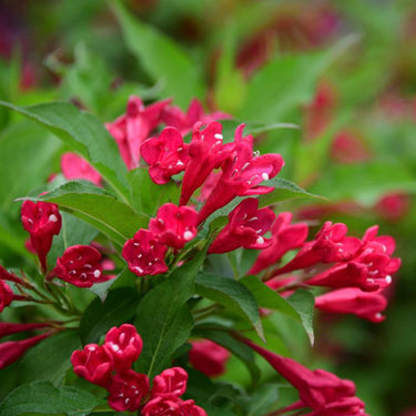 Old-Fashioned Weigela