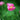 Papaver Rhoeas Seeds-Neon Poppy