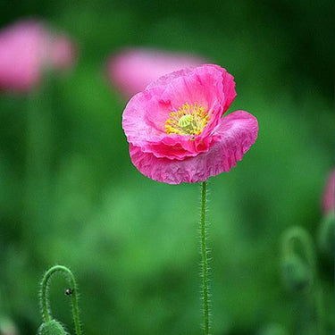 Papaver Rhoeas Seeds-Neon Poppy