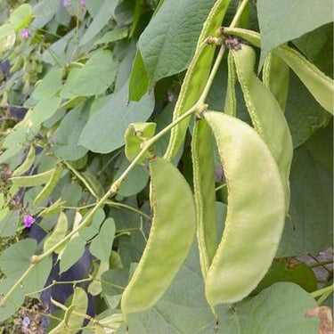 Hyacinth Bean