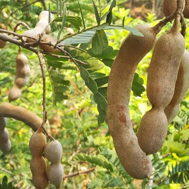 Tamarind