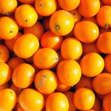 Honey Crisp Kumquat