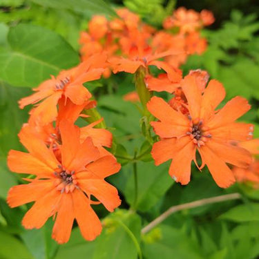 Lychnis Cognata