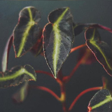 Begonia listada