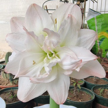 Hippeastrum Seeds-Arctic Nymph