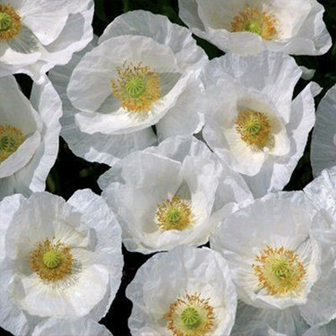 Papaver Rhoeas Seeds-Bridal Satin Iceland Poppy