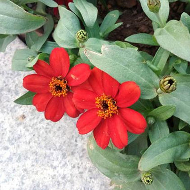 Zinnia Seeds-Profusion Cherry